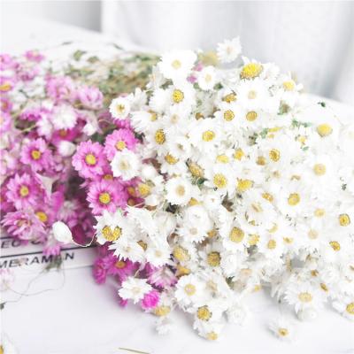 China Home Decor & Wholesale Wedding Decor Sumflora Natural Dry Flowers Timeless Rose Indoor Decorative Flowers For Florist Supplies for sale