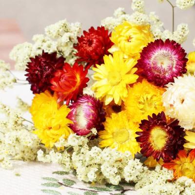 China Home Decor & wedding decor wholesale natural dry Sumflora flowers strawflower exotic flowers for interior home decoration for sale