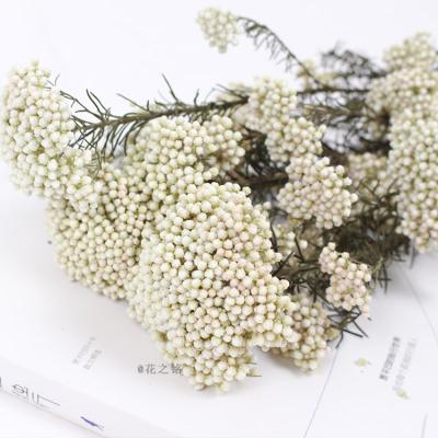 China Sumflora High Quality Home Decoration Home Interior Decoration White Dry Flower Preserved Flower Rice Flower for sale