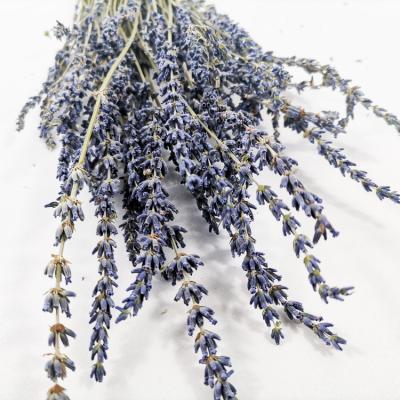 China Home Decoration Sumflora 2020 New True Natural Touch Dry Flower Material Room Decor Lavender for sale