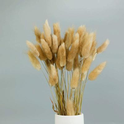 China Decorative Wedding Home Decor Flower Rabbit Tails Hot Lagurus Dry Flower for Wedding Home Decor for sale