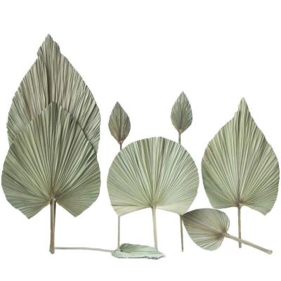 China SumFlora's Real Touch Nature's Touch Palm Leaf Fans Dried Palm Leaf Fans for Wedding Flower Arrangement Home Decor for sale