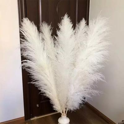 China Durable Sumflora Dried Flowers Pampas Grass Natural White Amazon Pampas Grass Hot Sale For Wedding&home Decoration for sale