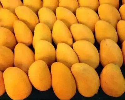 China Mango Fruit Jam Production Line Automatic High Capacity for sale