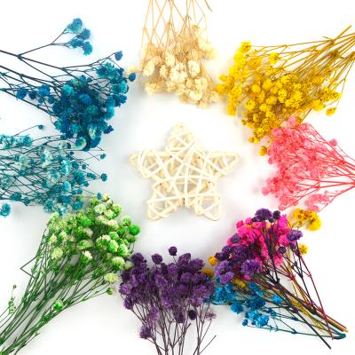 China JF033 Available 8 Million Style Star Dried Flowers Real Touch Dry Natural Gypsophila For Resin Art Home Office Gifts Decoration for sale