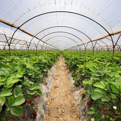 China Economic Agricultural Steel Structure Frame Vegetable Planting Tunnel Greenhouse for sale