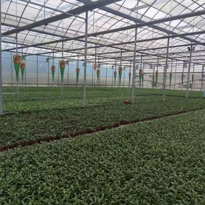 China Strong Structure Galvanized Venlo Commerical Polycarbonate Agricultural Greenhouses With Good Price for sale