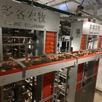 China Full Automatic High Efficiency Egg Collection System For Layer Chicken Cage for sale