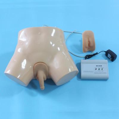 China Simulate urethral model and H1D urethral enema care model catheterization and enema catheterization for sale