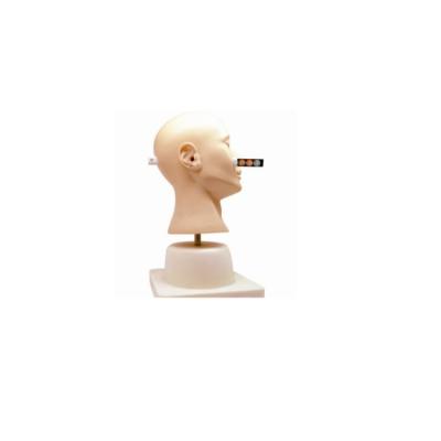 China Clinic Medical Realistic University Hospital Manikins Simple Advanced Training Model and Replaceable Convenient Ear Diagnosis for sale