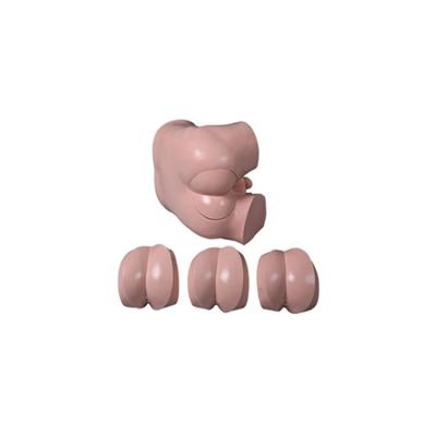 China Medical Manikins Hospital Clinic University Realistic Feel Real Modeling Realistic Advanced Rectum DRE Inspection Model for sale