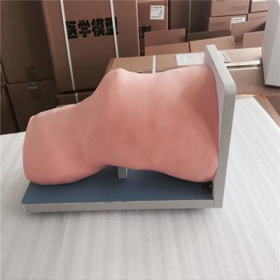 China Simulate knee joint intracavity for injection training knee joint intracavity injection model for sale