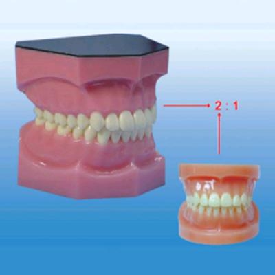 China High Quality Tooth Simulator PVC /hot Selling Medical Model ADA Standard Transparent Teeth Rubber Mold Dental Care for sale