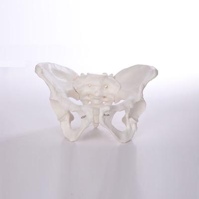 China Made of ADA-A1036 PVC Female PVC Materials Mediacl Pelvic Models for sale