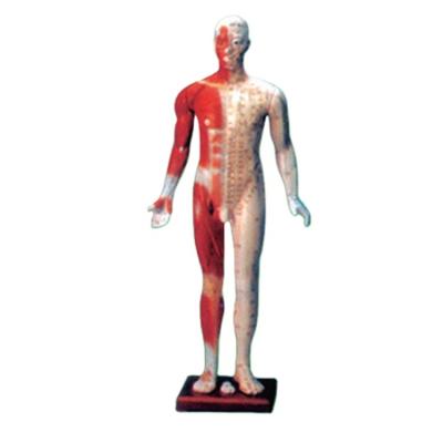 China Durable ADA-Y1003 Medical Science Simulator 170CM Fiberglass Acupoint Human Teaching Chinese Standard Model for sale