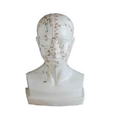 China Made of ADA-Y1012 PVC life size head acupuncture model for sale