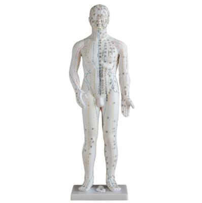 China Made of ADA-Y1007 PVC Male Acupuncture Model 50cm for sale