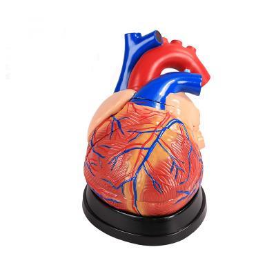 China Clear lines correct proportions and 4-fold detachable heart anatomical model for sale