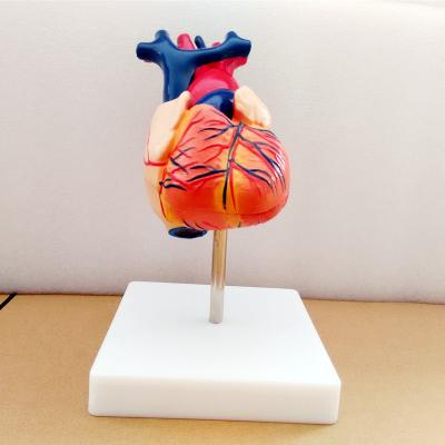 China Detachable clear display and size teaching natural heart anatomical model for sale