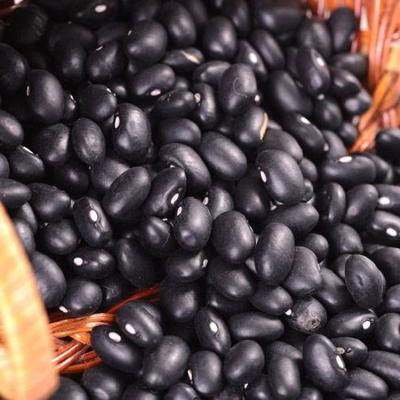 China Wholesale Fresh Dried Black Kidney Beans For Food for sale