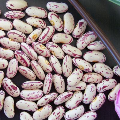 China Fresh Chinese Light Spotted Kidney Beans Sugar Beans Pinto Beans For Sale for sale