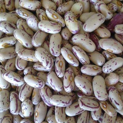 China Newest Fresh Culture Food Long Form Light Spotted Kidney Pinto Beans for sale