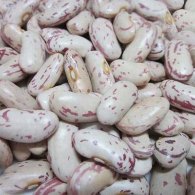 China Cool Long Shape Light Spotted Red Pinto Sugar Kidney Beans Price for sale