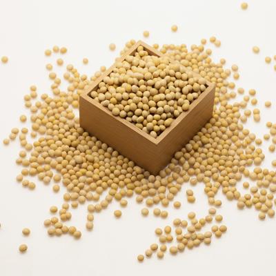 China Good Quality Fresh Soybeans Wholesales Natural Soybeans Soybeans for sale