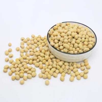 China Factory Fresh Non GMO Soy Wholesale Organic Soybean Top Grade Yellow Soybeans With High Protein for sale