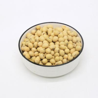 China Wholesale high quality fresh china soybean / soy bean fresh common for sale