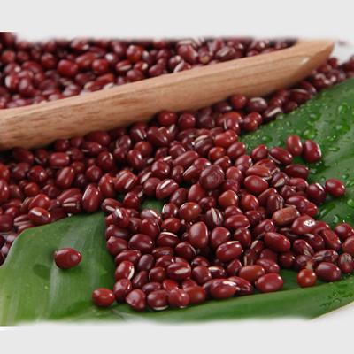 China Wholesale high quality fresh dwarf bean price small red adzuki bean for sale