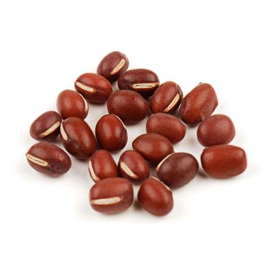 China Adzuki Bean Small Fresh Red Kidney Bean With Best Price From Food Factory for sale