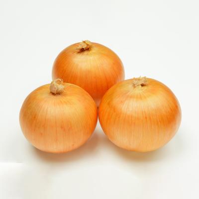 China Premium Grade Wholesale Fresh Fresh Onion/Yellow Onion For Export Competitive Price for sale