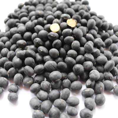 China 100% Fresh Organic Vietnam Top Quality Black Kidney Bean Dried Dry Black Beans for sale