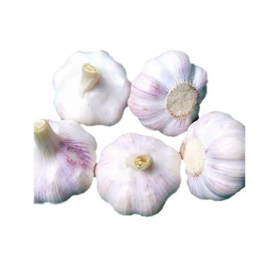 China Cheap Wholesale Fresh Red Garlic Fresh Garlic New Top Natural Culture New Red Garlic for sale