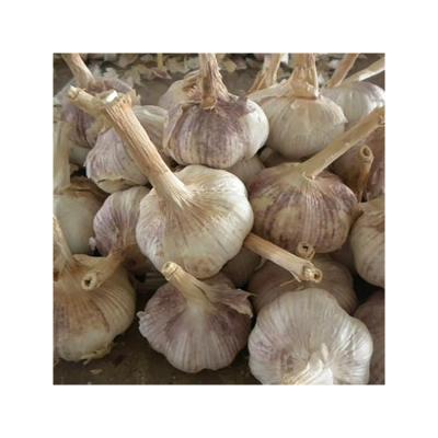 China Fresh wholesale high quality hand planting natural garlic import fresh red garlic for sale