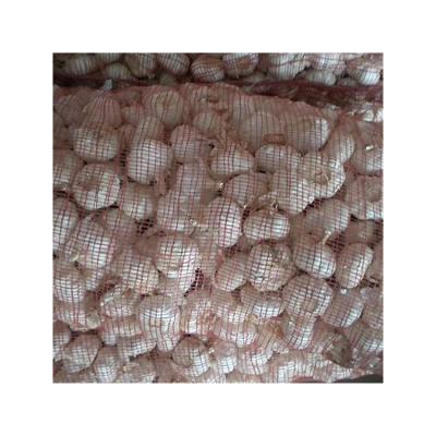 China Mesh Bags Garlic Fresh Red Quality Guaranteed Fresh Normal White Garlic For Sale for sale