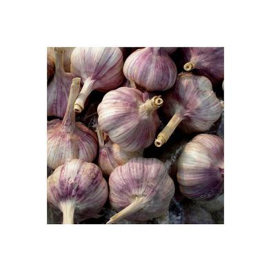 China Shandong Factory Supply Wholesale Fresh Garlic Export Quality Fresh Red Garlic for sale