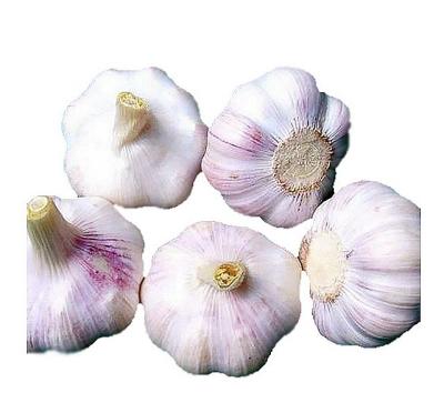 China Suitable wholesale fresh supplier import price normal red garlic fresh garlic for sale for sale