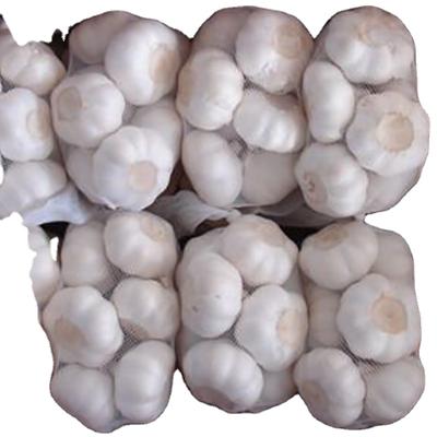 China Non-GMO Fresh White High Quality Fresh Garlic 6.5cm for sale