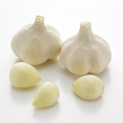 China Fresh cheap price white garlic 5cm to 5.5cm pure white garlic for sale