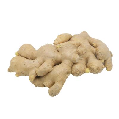 China Fresh Suppliers Provide Hot Selling Organic Fresh Ginger Products for sale