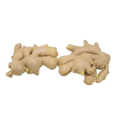 China Wholesale Organic Fresh Ginger Bulk Export Ginger Price for sale