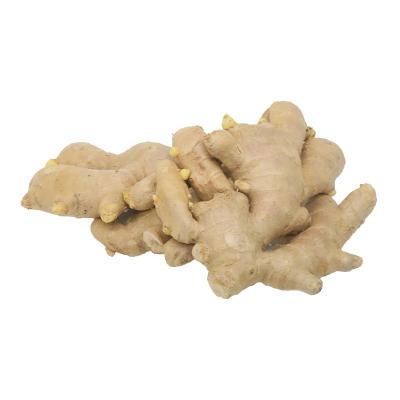 China Chinese Fresh Ginger Product Factory Fresh Ginger For Best Deals for sale