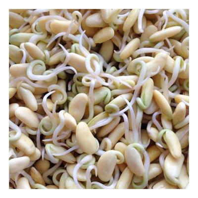 China Fresh Wholesale High Quality Yellow Bean Price Soybean Of Sprouting Production Line for sale