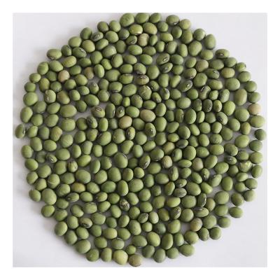 China Attractive Price Fresh Specification Factory Supply Organic Mung Green Bean for sale