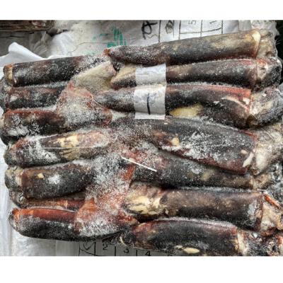 China New Equator Nutritious Frozen Round Squid Whole Dosidicus gigas Squid / Giant Squid for sale