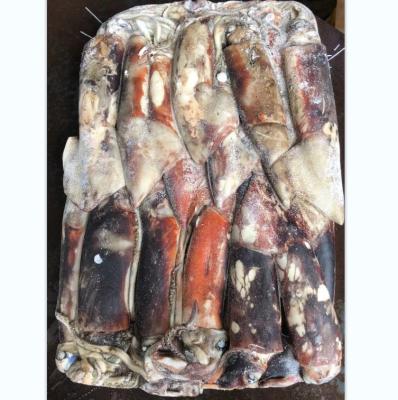 China Equator Nutritious Squid Gigas Squid Whole Round Small Size for sale