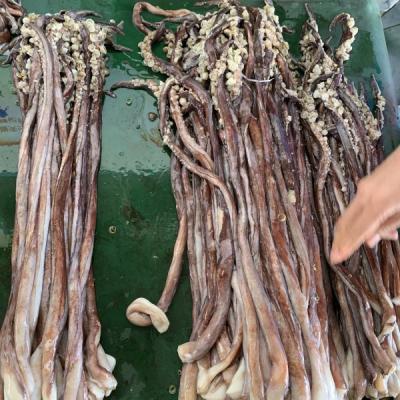 China Nutritious frozen squid organ sex tentacles for sale