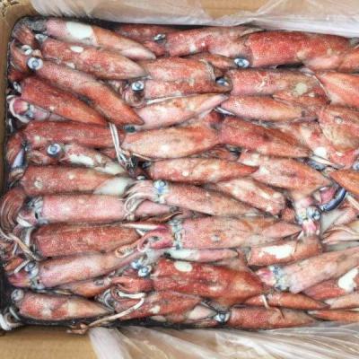 China Loligo Nutritious Frozen Whole Round Squid for sale